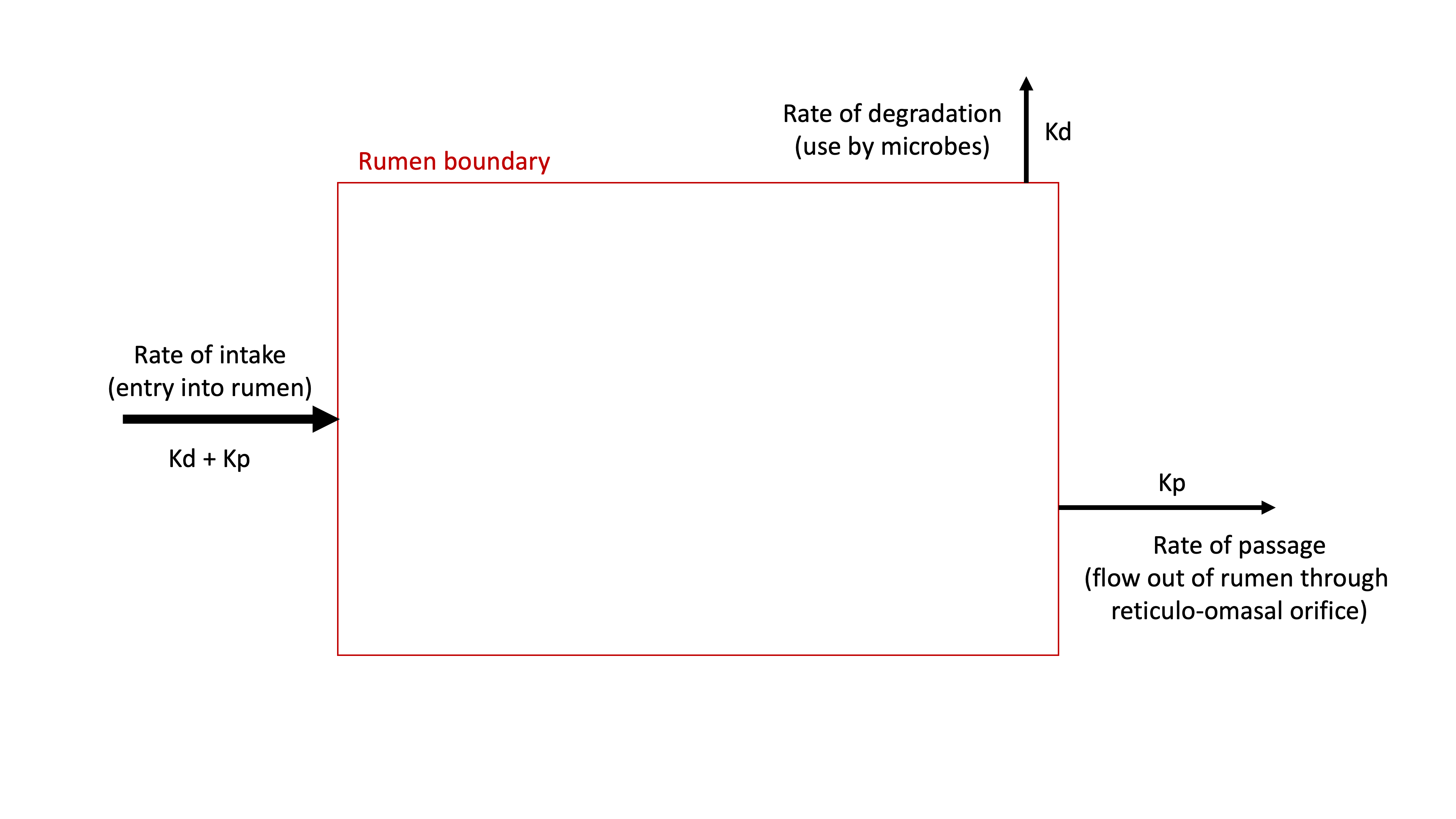 Diagram of the rumen protein system, showing that CP intake can flow through two possible fates:  degradation or passage.