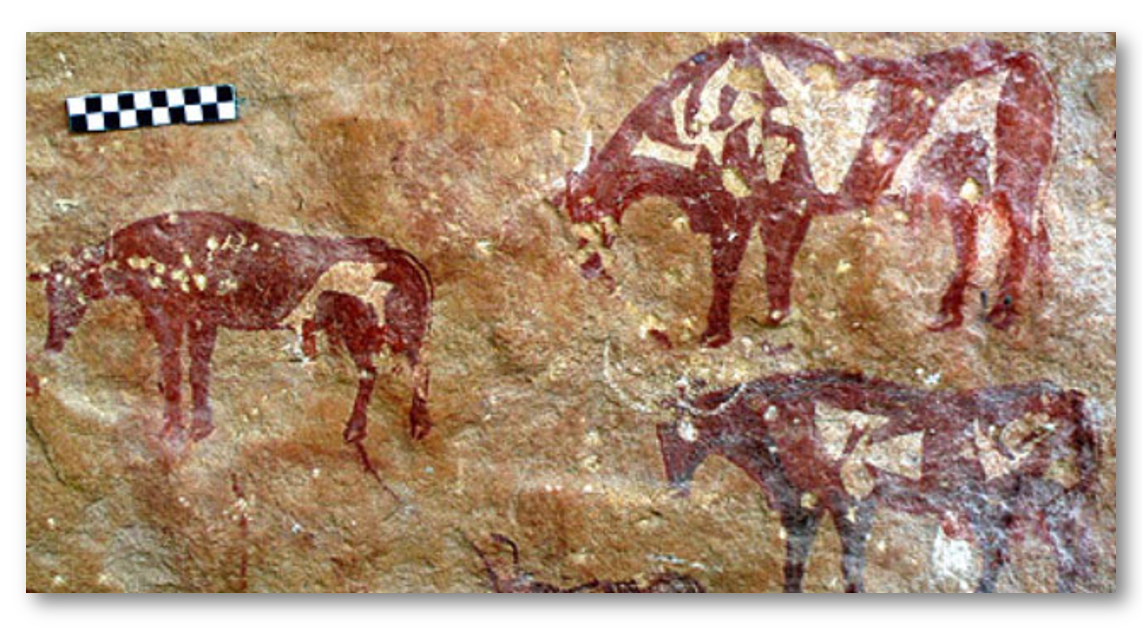 Cattle painted circa 7000 years ago in the Libyan Sahara (Sapienza University of Rome)