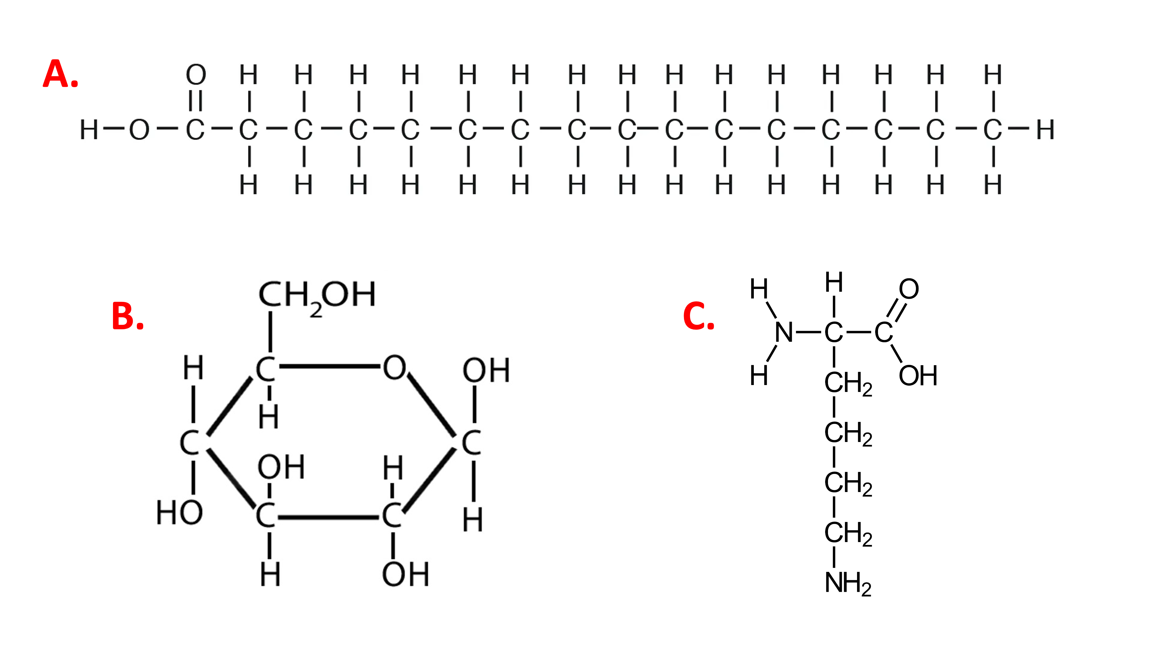 Comparison of bonds in a fat monomer, palmitic acid (A), with a carbohydrate monomer (B) glucose, and a protein monomer, lysine (C).