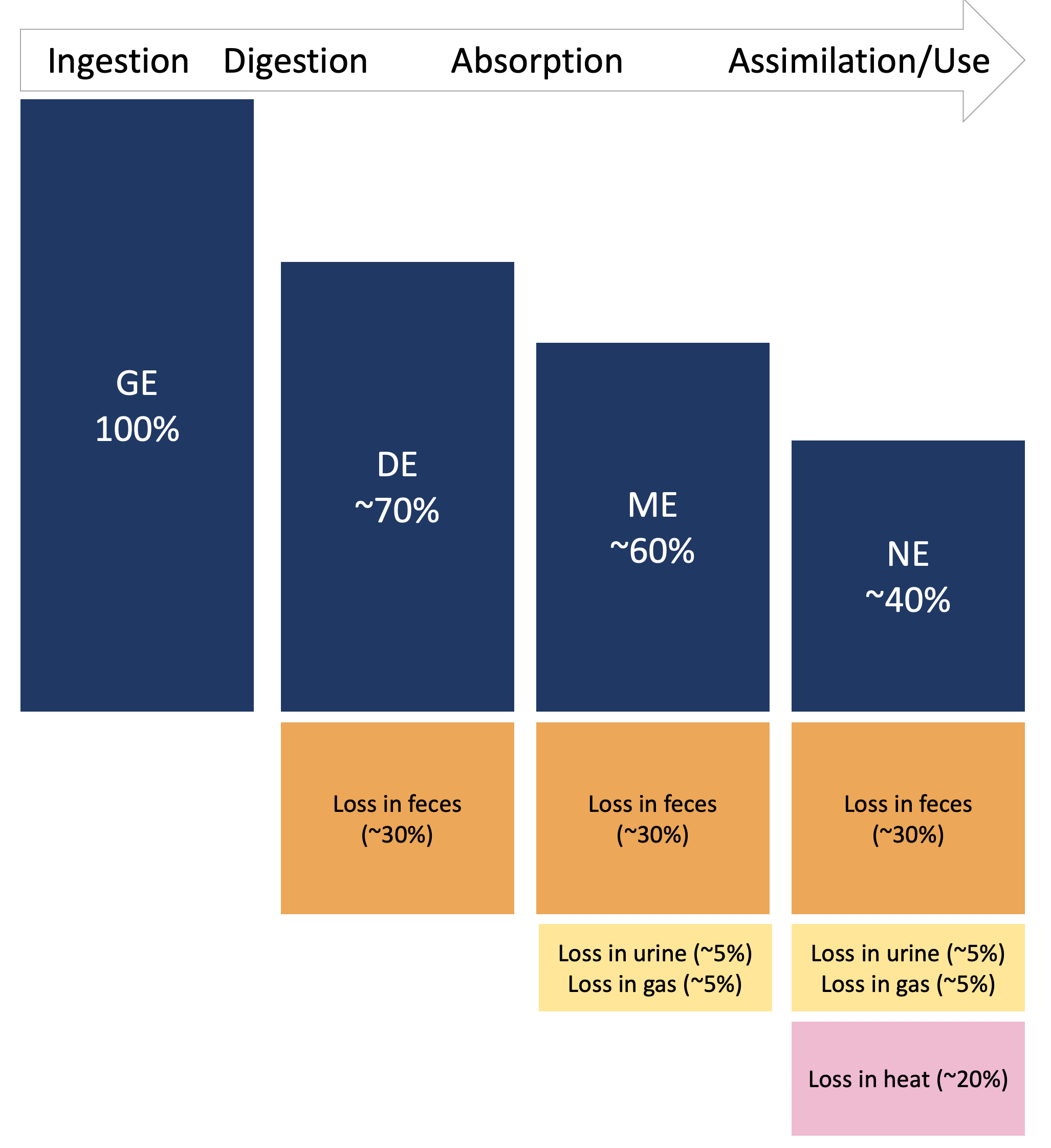 Fractionation of energy within an animal nutritional system.