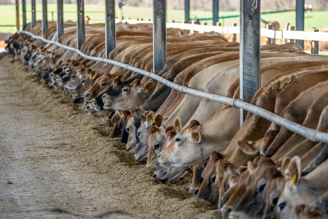 Jersey cattle eating.