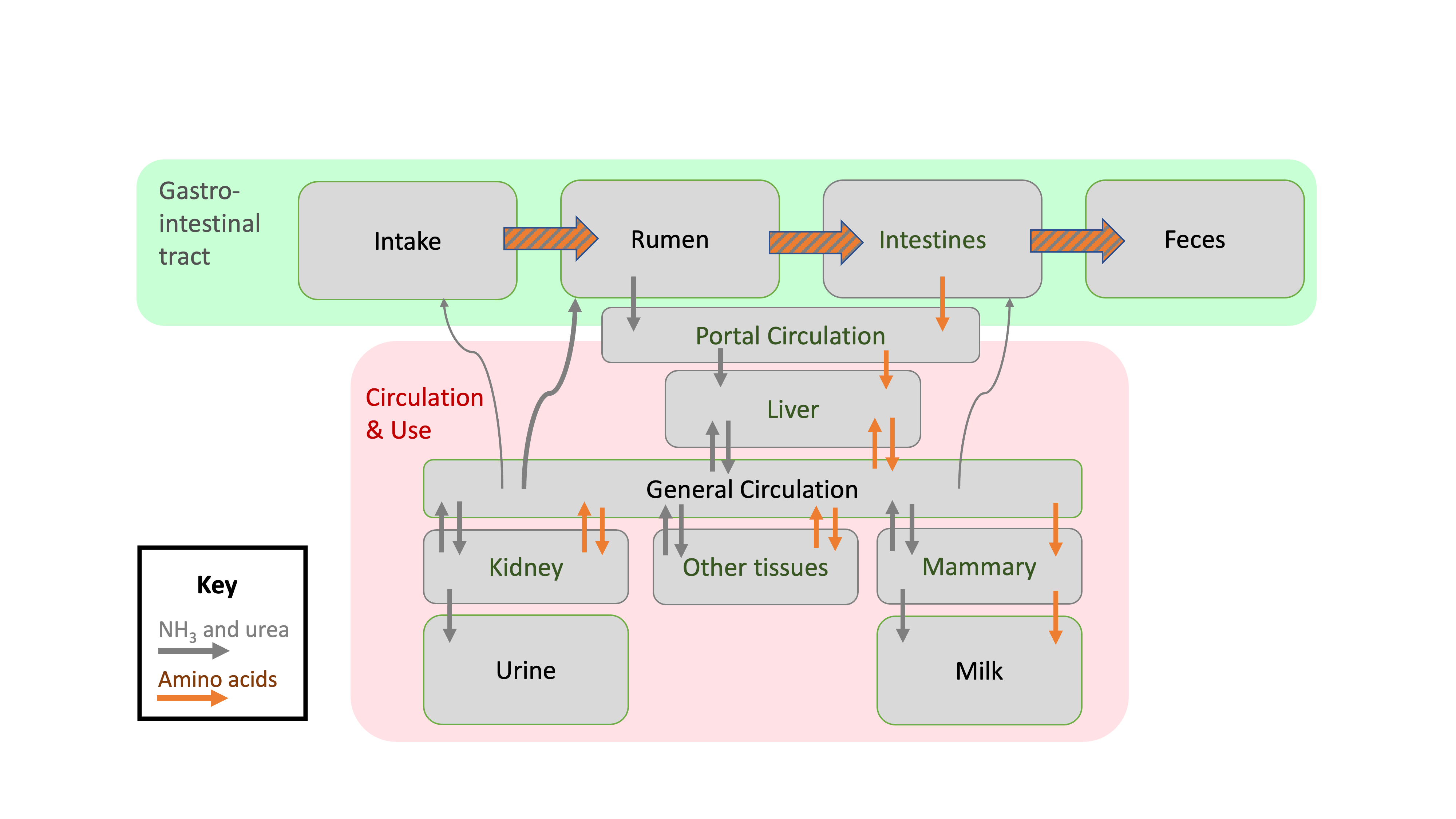 Depiction of protein flows in ruminant animals. Figure shows how protein proceeds through the digestive tract, NPN and AA are absorbed into circulation, and NPN and AA in circulation follow various paths.