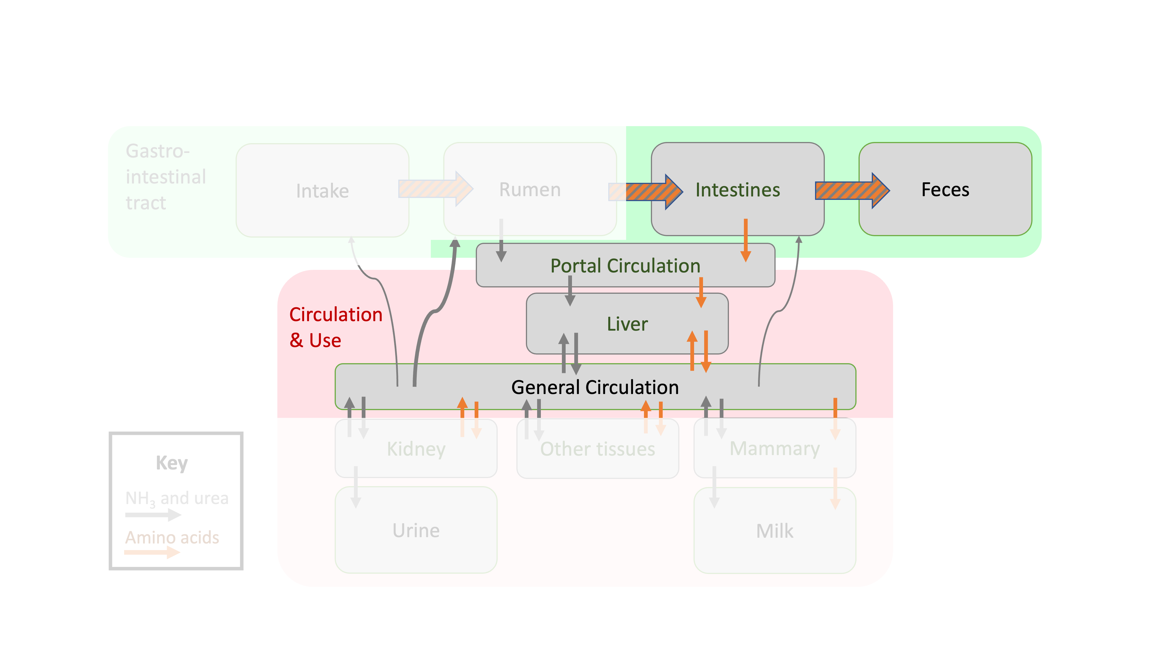 Depiction of protein flows in ruminant animals focused on postruminal flows.