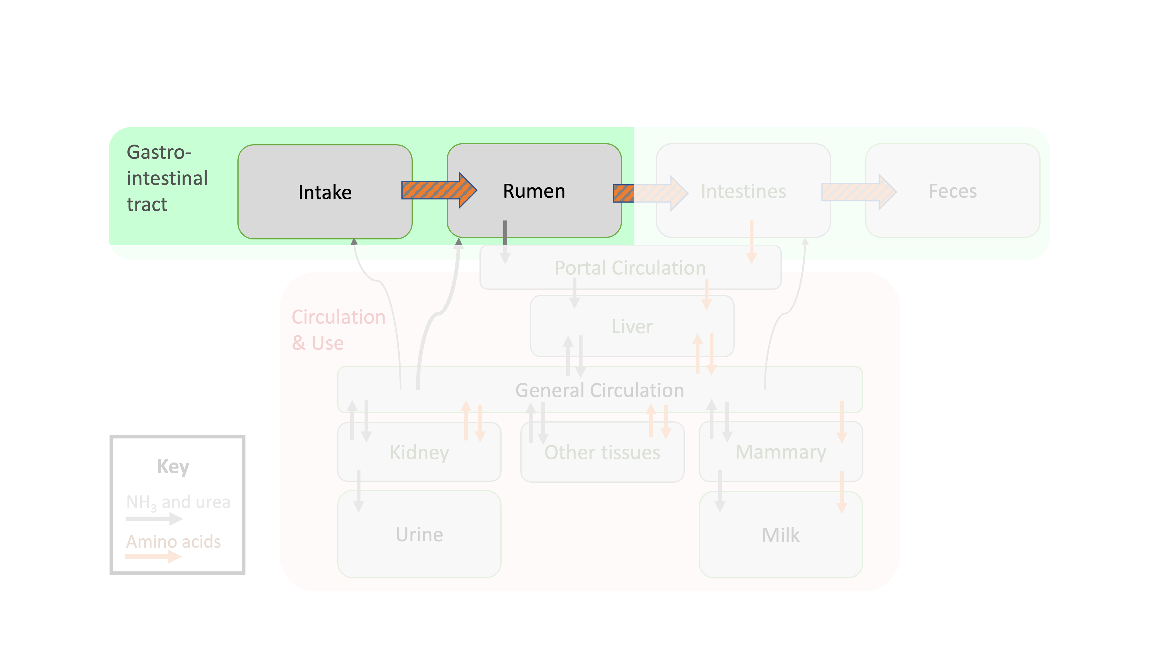 Depiction of protein flows in ruminant animals focused on intake and ruminal flows.