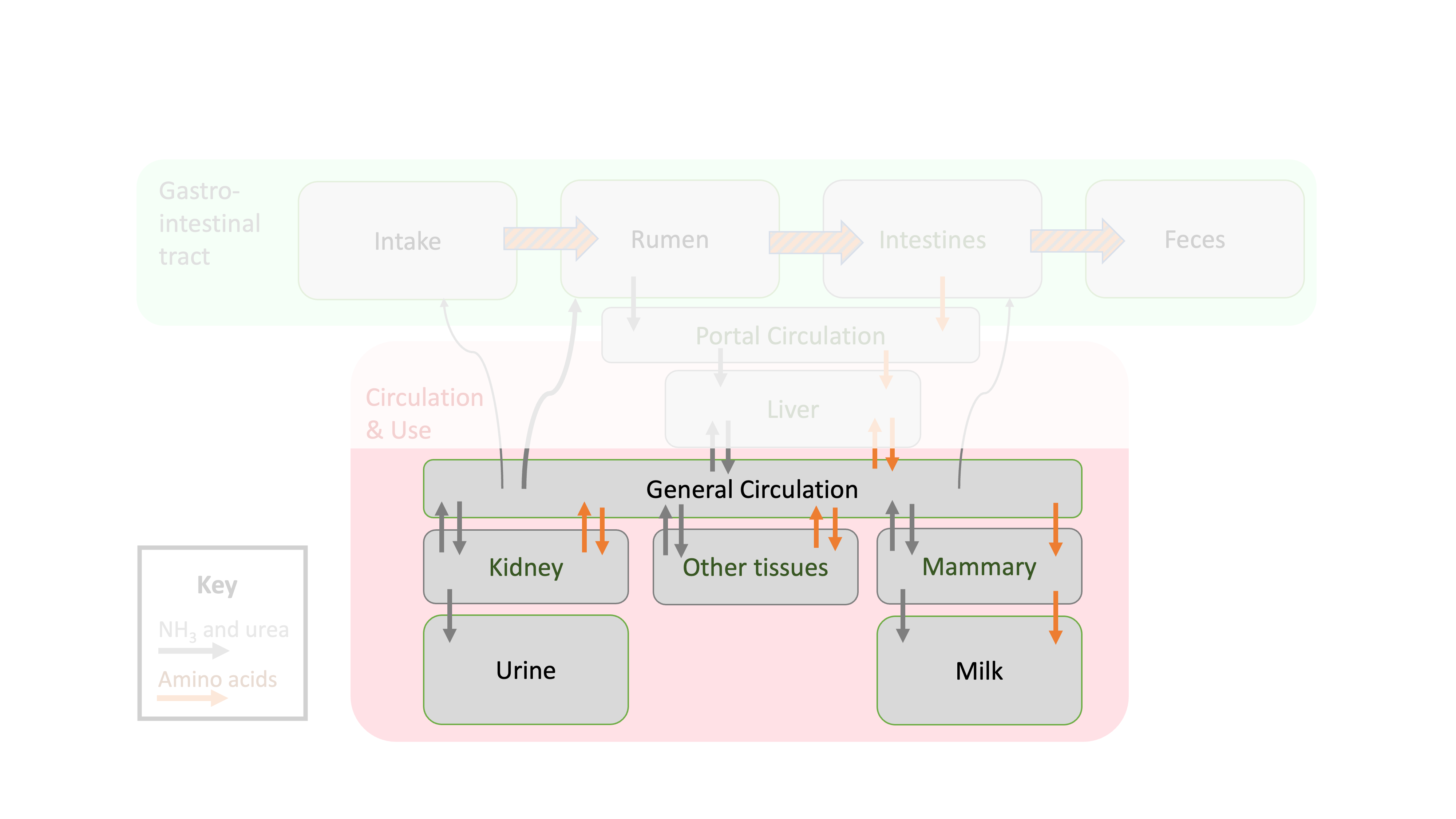 Depiction of protein flows in ruminant animals focused on use by various tissues.